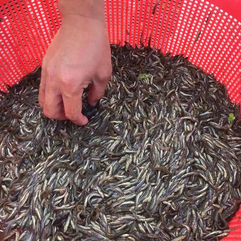 泥鳅价格行情最新分析报道
