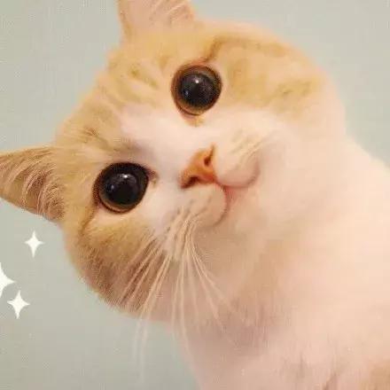猫咪产业在线盛况，数据见证蓬勃发展的猫咪世界