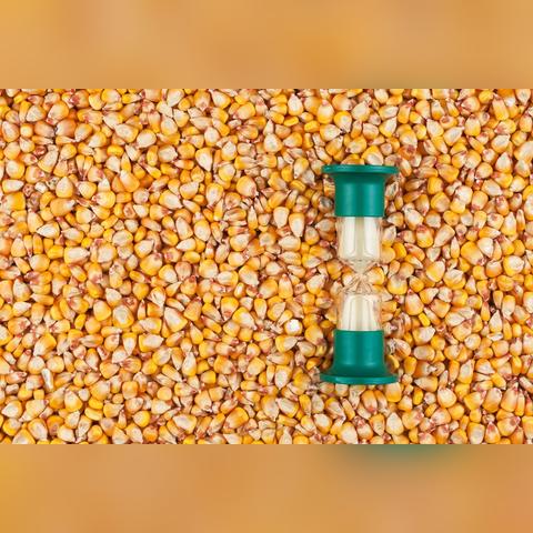 玉米收购价格最新行情解析