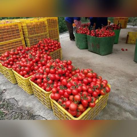 西红柿价格行情最新分析