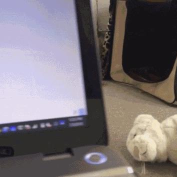 猫咪生活精彩瞬间记录，最新版猫咪视频分享