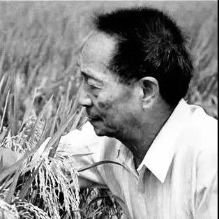 隆平高科最新动态深度剖析
