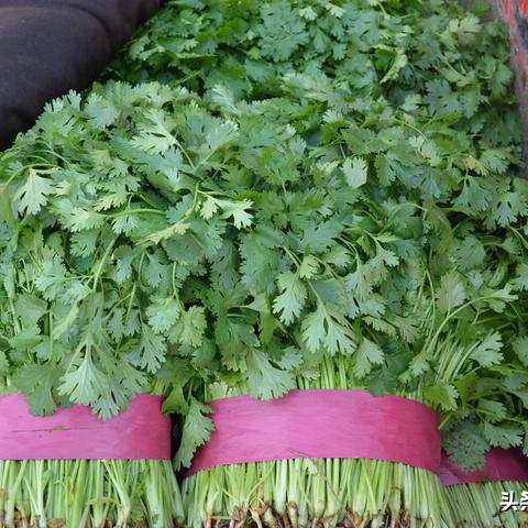 西葫芦最新价格行情分析