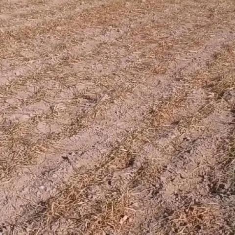 2025年河南小麦价格最新行情分析与走势预测