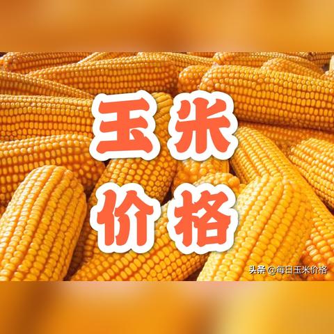 山东玉米最新价格走势分析