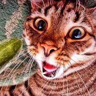 猫咪最新破解版apk，应用解读与实用指南