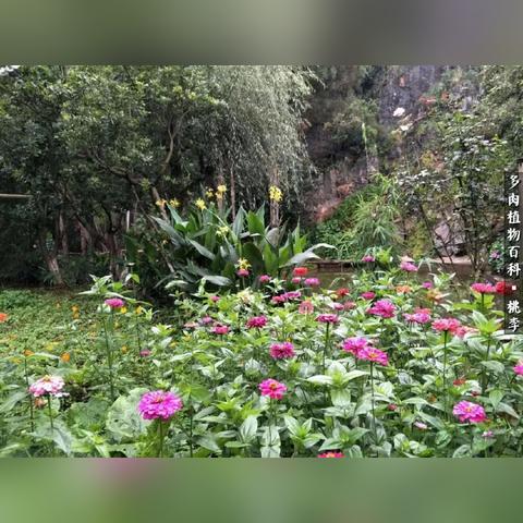 桃李无言，下自成蹊，最新研究成果揭秘