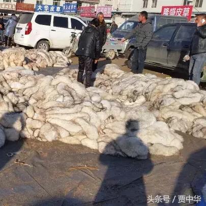 尚村狐狸皮毛价格今日行情分析