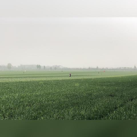 河南大蒜批发市场行情价格解析